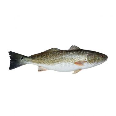 Red Drum, roogitud, 3+kg, jahut., 1*10kg