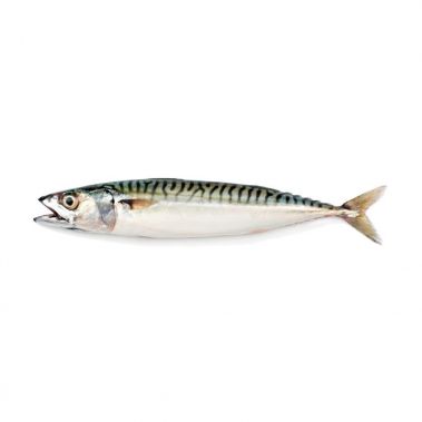 Skumbria (Mackerel), terve, 400-600g, IQF, 1*20kg( n.k. 20kg)