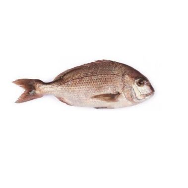 Kuldmerikoger punane (Red Porgy), rookimata, 300-400g, jahut., metsik, 1*6kg (Pagrus Pagrus)