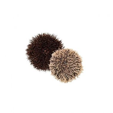 Merisiil (Sea Urchin), 150-200g, jahut., 1*3kg