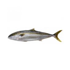 Kuldsaba-seriool (King fish - Hamachi), roogitud, peaga, 2-3kg, jahut., 1*10kg