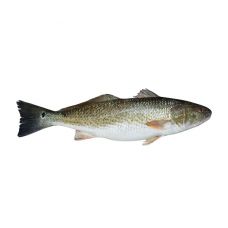 Red Drum, roogitud, peata, 3+kg, jahut., 1*10kg