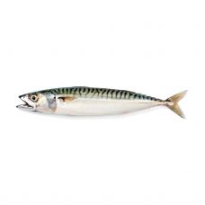 Skumbria( Mackerel), terve, 400-600g, IQF, 1*20kg( n.k. 20kg)