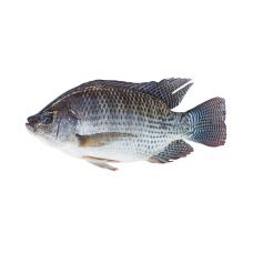 Tilaapia (Oreochromis niloticus), nahaga, 800+g, kulm., 1*10kg (n.k. 9kg)