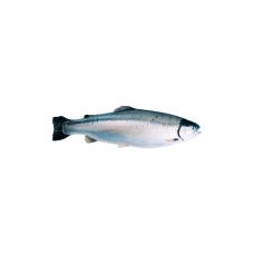 Vikerforell (Salmon trout), roogitud, peaga, 3-4kg, jahut., 1*~20kg, Norra
