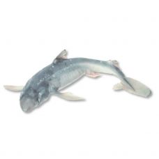 Ogahai (Spiny dogfish), peata, nahata, 300+g, jahut. (Squalus acanthias)