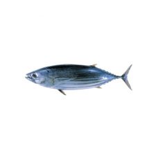 Tuunikala triibuline, terve (Skipjack tuna), rookimata, 800-1200g, jahut.