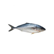 Tuunikala roogitud (Blue fin), peaga, 10+ kg, jahut.