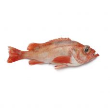 Meriahven (Red Fish), rookimata, 0.7-1.5kg, jahut., metsik, 1*20kg, Norra, püügimeetod: LLD  (Sebastes marinus)