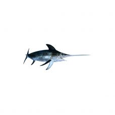Mõõkkala (Swordfish), terve, peata, 10+kg, jahut. (Xyphias Gladius)