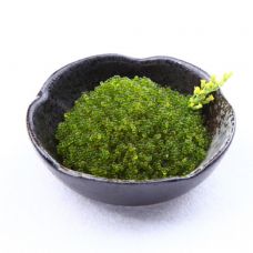 Lendkalamari Tobikko wasabi, külm., 12*500g, (Cypselurus spp)