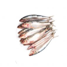 Sardiinid  (Brittany Sardine), terved, rookimata, 10/15, jahut., metsik, 1*4kg (Sardinella aurita)