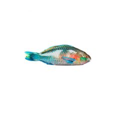 Papagoikala (Parrot Fish), terve, rookimata, 1-2kg, jahut., 1*6kg