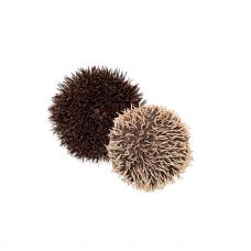 Merisiil (Sea Urchin), 150-200g, jahut., 1*3kg