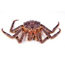 Krabi King (King Crab), elus, 2-4kg