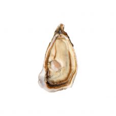 Austrid Creuses Supreme 2 (80-100g), 25tk, Holland