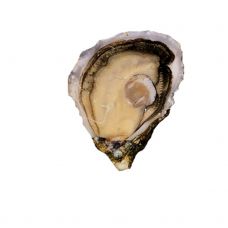 Austrid Creuses SP ANCELIN 2 (80-100g), 48tk, Prantsusmaa
