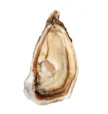 Austrid Creuses SP ANCELIN 3 (60-80g), 48tk, Prantsusmaa