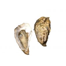 Austrid Creuses SP GRANDEUR 3 (60-100g), 24tk, Holland