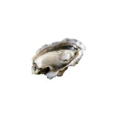 Austrid Creuses SP WOESTE 3 (60-80g), 48tk, Iirimaa