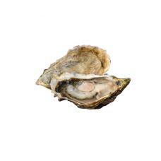 Austrid Creuses SP NORMANDIE 2 (80-100g), 24tk, Prantsusmaa