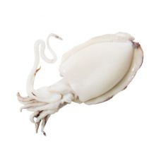 Seepia (Cuttlefish), 60+, külm., 10*1kg (n.k 800g)
