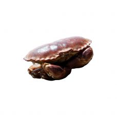 Krabi pruun (Edible Crabs), elus, 400-800g, 1*3kg