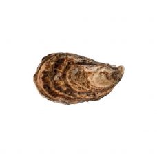 Austrid Creuses SP GILLARDEAU 3 (60-80g), 24tk, Prantusmaa