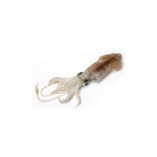 Kalmaar, väike, (Baby Squids), 100-150g, DF, 1*3kg