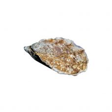 Austrid Creuses SP SP Ostra Regal Gold 3 (60-80g), 24tk, Iirimaa